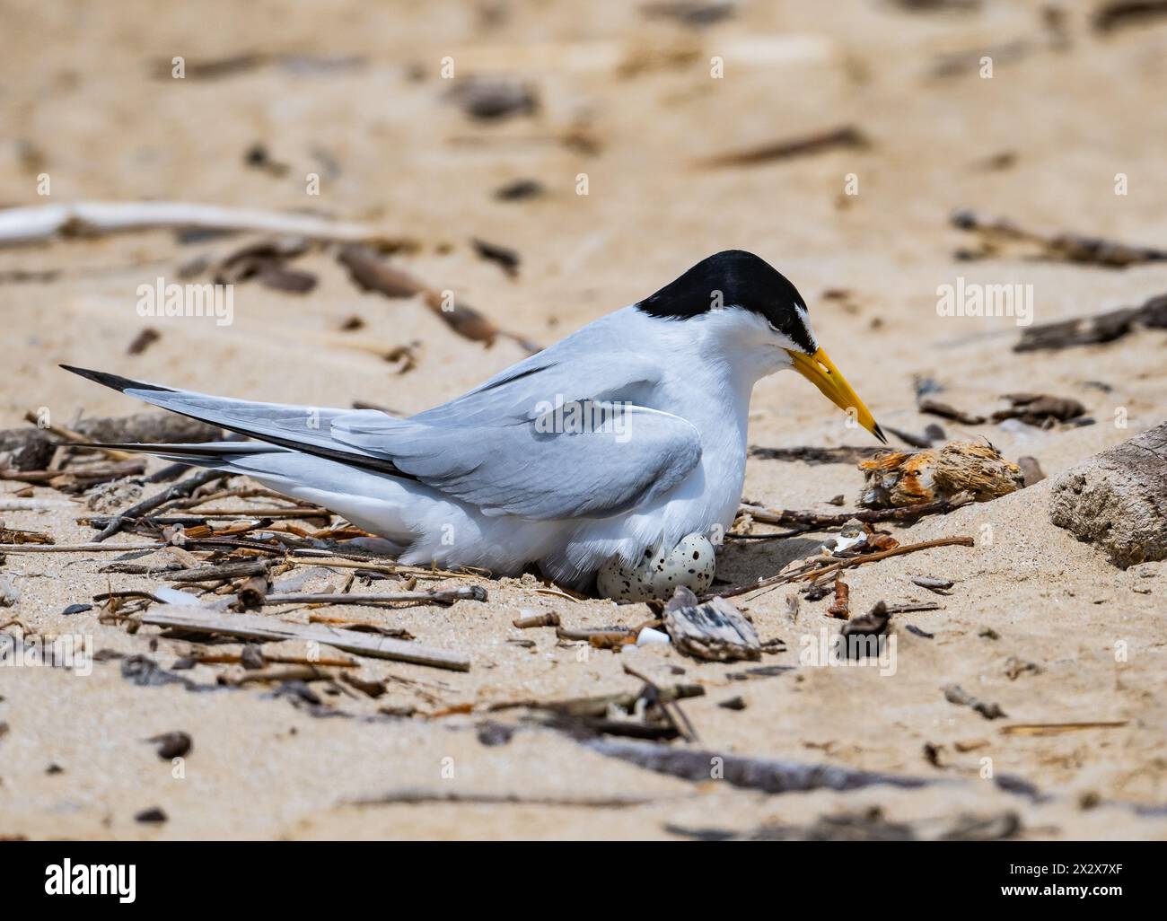 Eine Sternula antillarum, die auf ihrem Nest sitzt. Texas, USA. Stockfoto