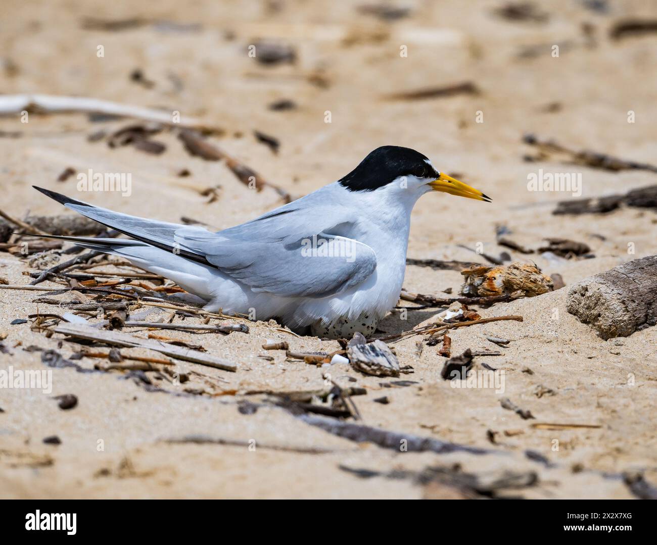 Eine Sternula antillarum, die auf ihrem Nest sitzt. Texas, USA. Stockfoto