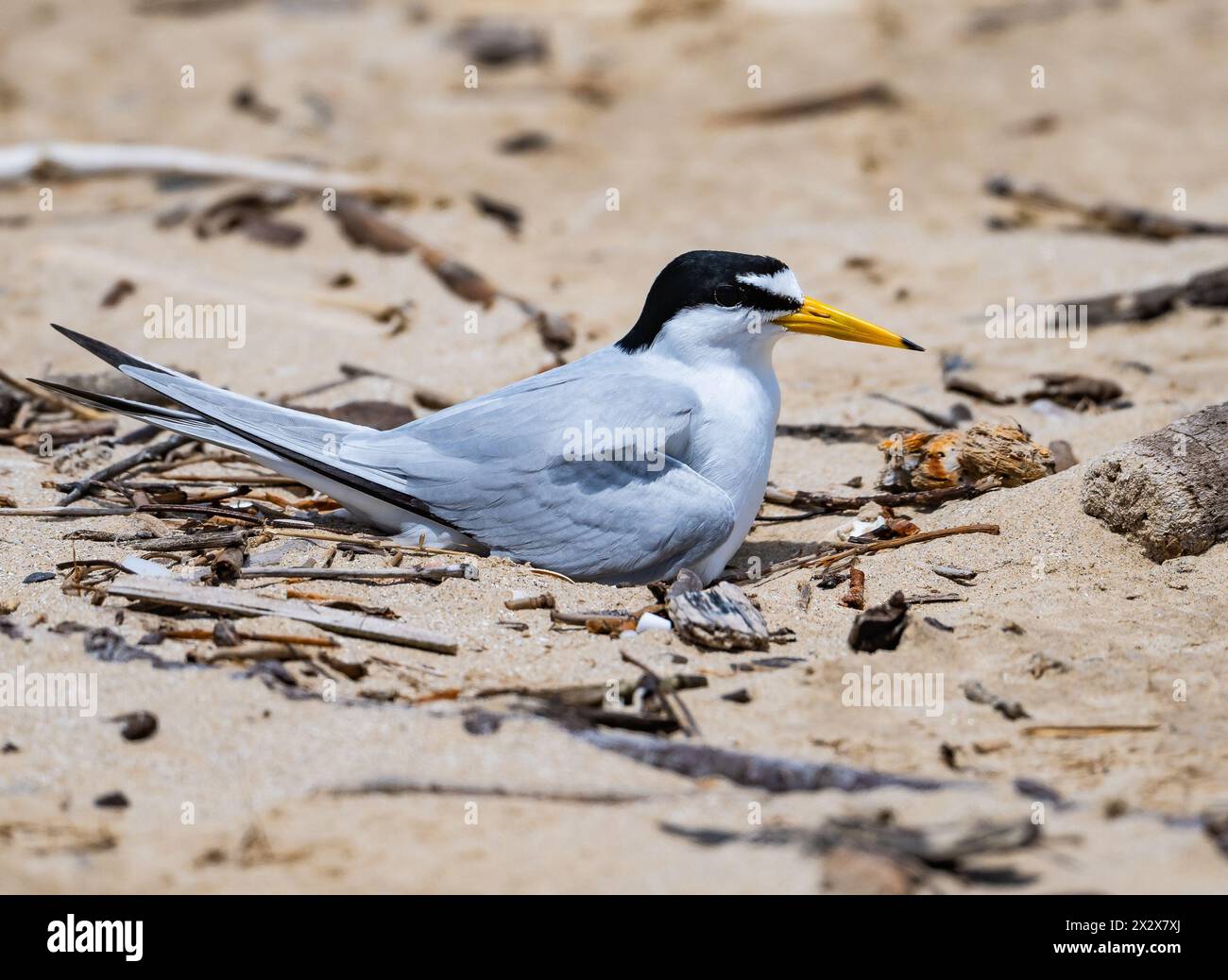 Eine Sternula antillarum, die auf ihrem Nest sitzt. Texas, USA. Stockfoto