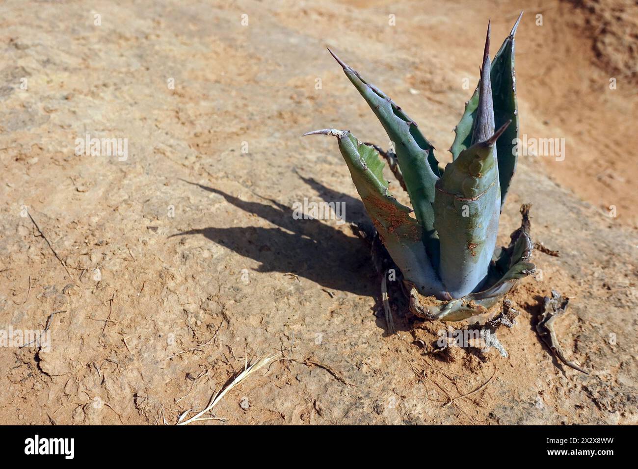 22.07.2019, Burgau, Algarve, Portugal - echte Aloe wächst auf trockenem Sandboden. 00S190722D012CAROEX.JPG [MODELLVERSION: NICHT ZUTREFFEND, EIGENSCHAFTSFREIGABEN Stockfoto