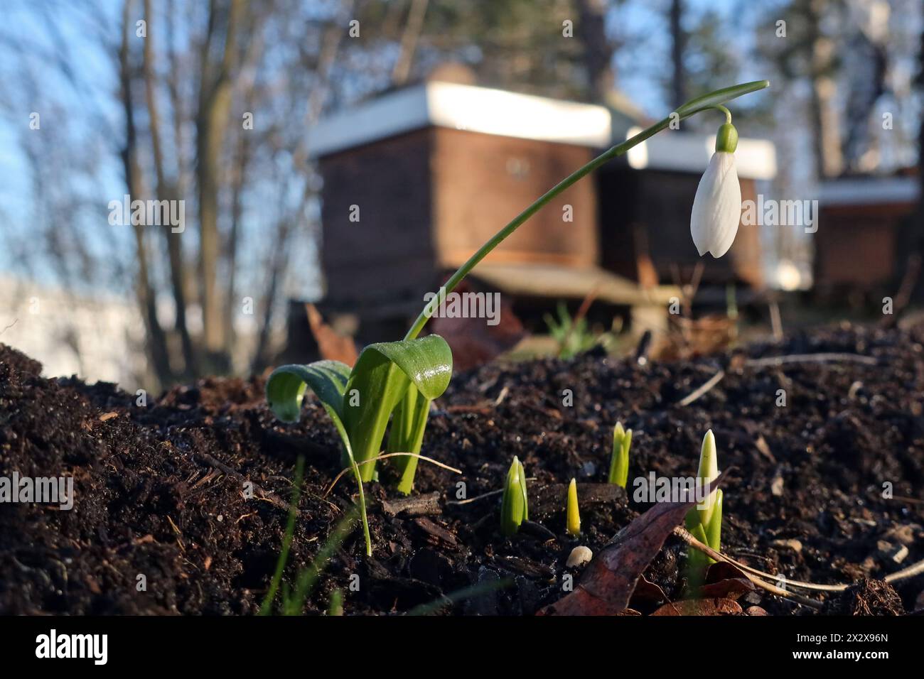 28.02.2023, Berlin, Deutschland - Schneeglöckchen wachsen aus dem Boden vor einem Bienenhaus. 00S230228D213CAROEX.JPG [MODELLVERSION: NICHT ZUTREFFEND, PRO Stockfoto