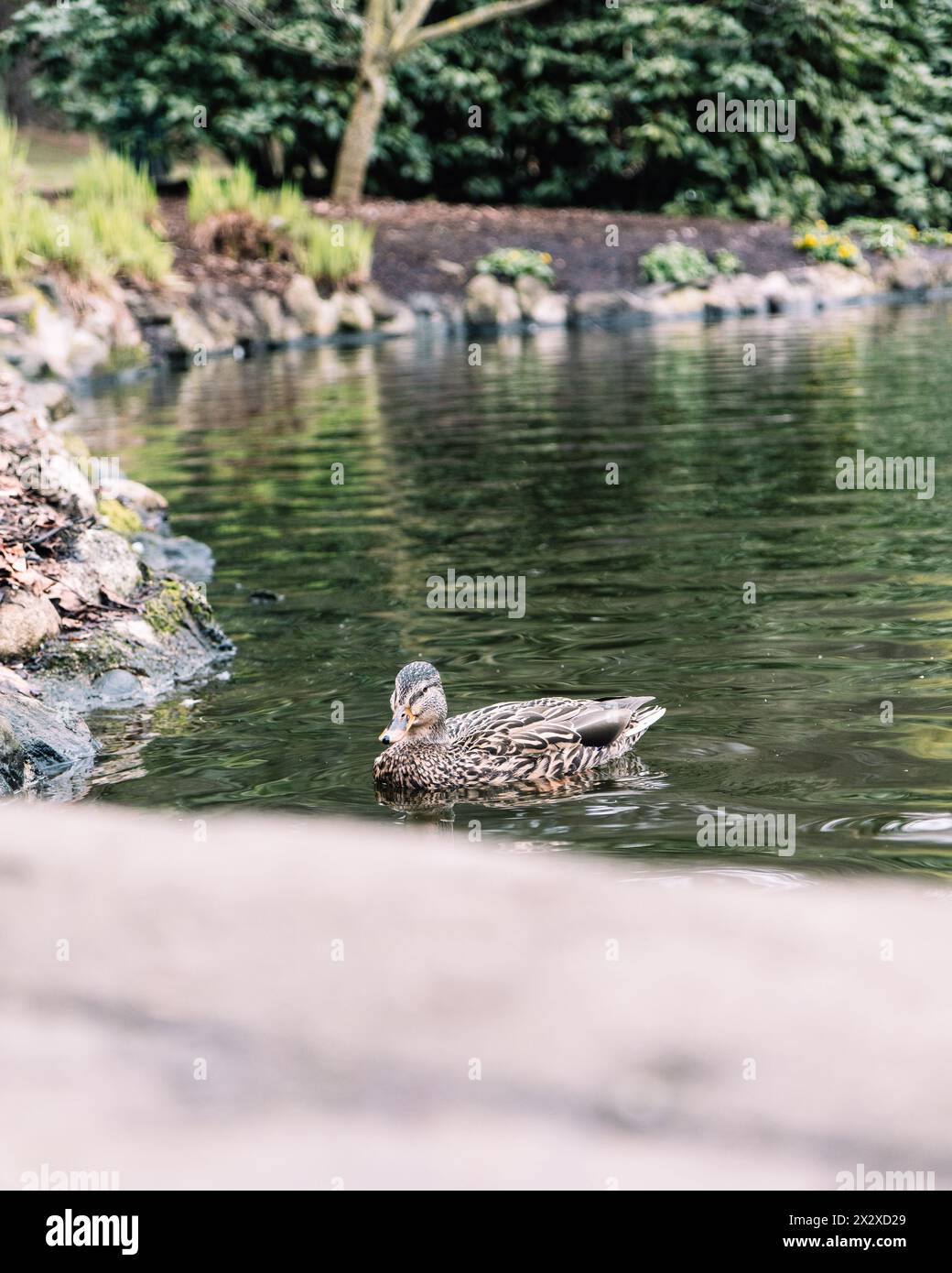 Eine weibliche Stockente schwimmt im Goodacre Lake im Beacon Hill Park, Victoria, BC. Stockfoto