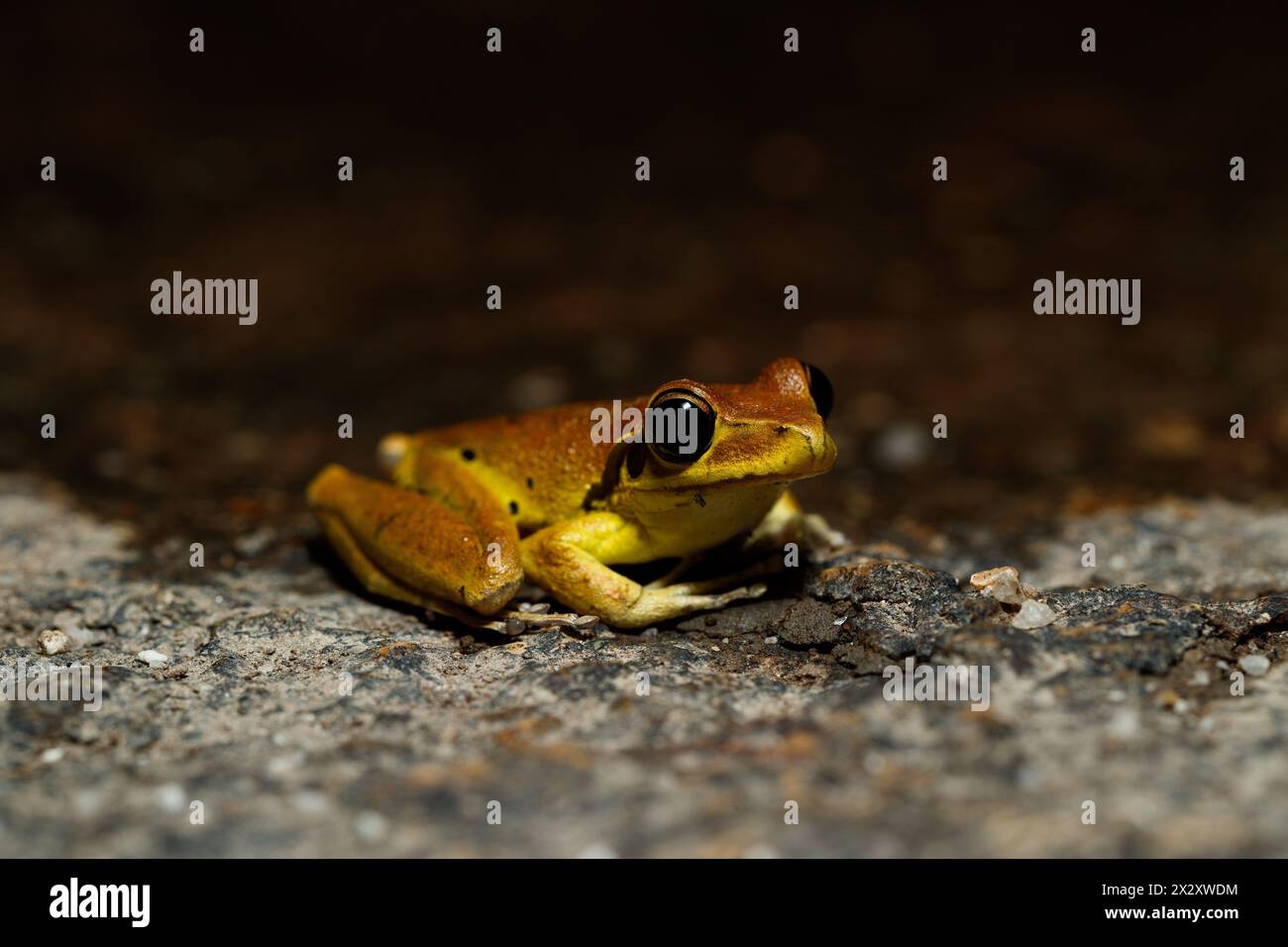 Northern Stony Creek Frog (Litoria Jungguy) männlich in den Farben der gesamten Brutsaison Davies Creek National Park, Queensland, Australien Stockfoto