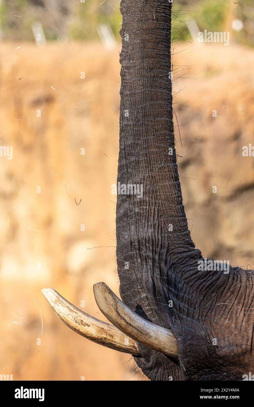 Afrikanischer Elefant (Loxodonta africana) mit seinem Stamm gerade in der Luft, während er im Zoo Atlanta in der Nähe der Innenstadt von Atlanta, Georgia Stroh isst. (USA) Stockfoto