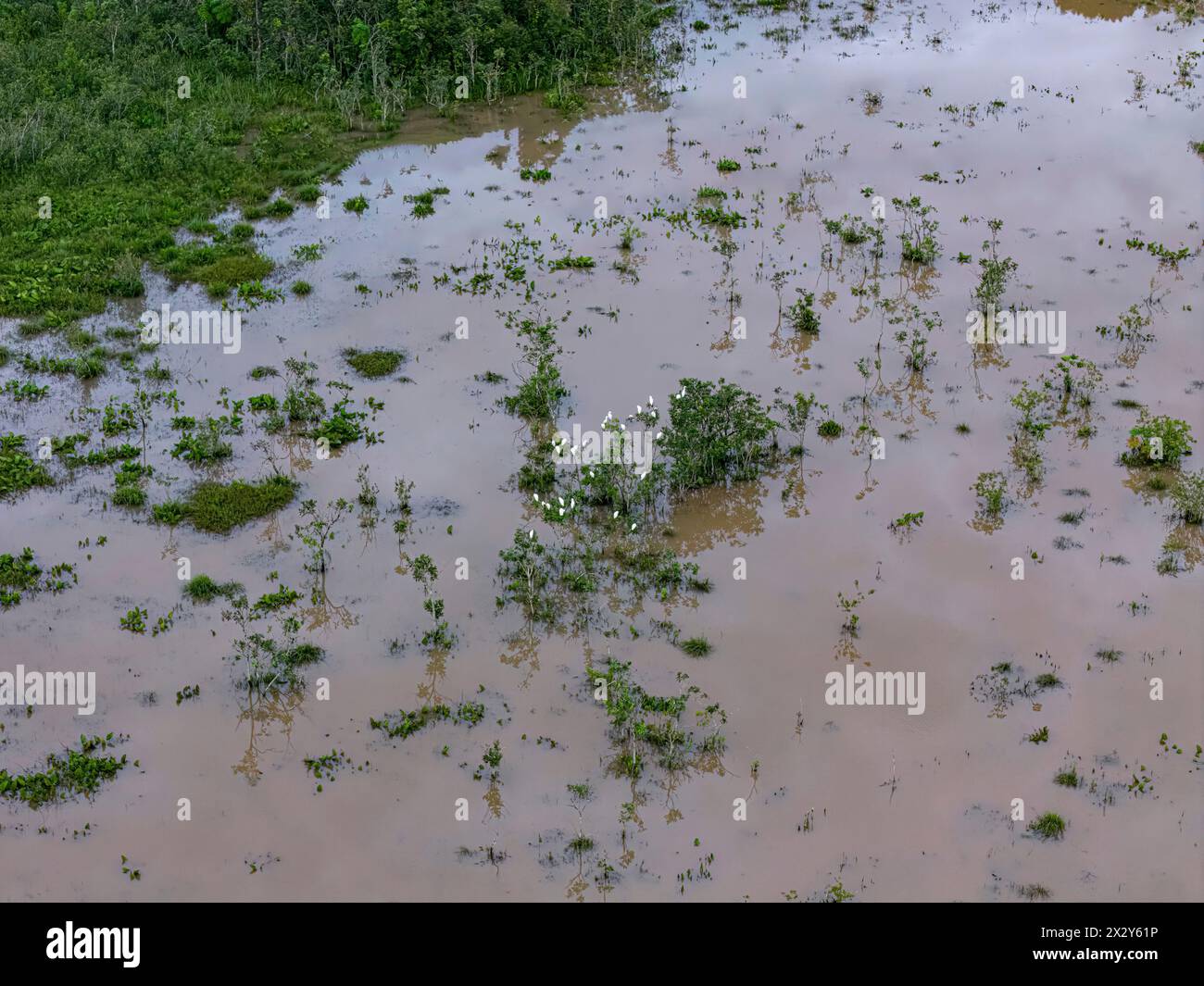 Kleiner Sumpf im Fluss Ribeirao Sao Joao in Itaja Goias mit weißen Reihern Stockfoto