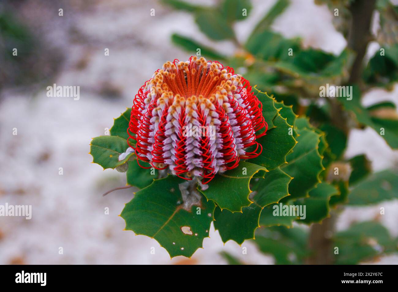 Blume der Scarlet Banksia (Banksia coccinea) in natürlicher Umgebung bei Hopetoun, Westaustralien Stockfoto