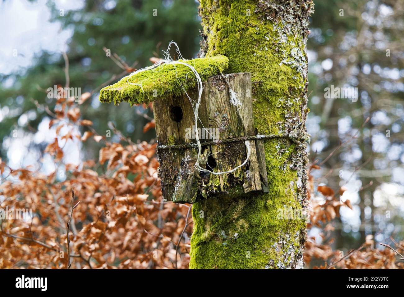 Vogelhaus verfallen und unbewohnbar hängen noch immer an einem Baum im Wald. Stockfoto