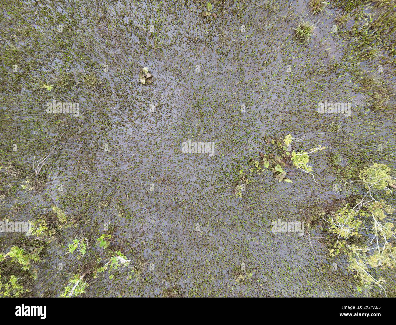 Kleiner Sumpf im Fluss Ribeirao Sao Joao in Itaja Goias Stockfoto