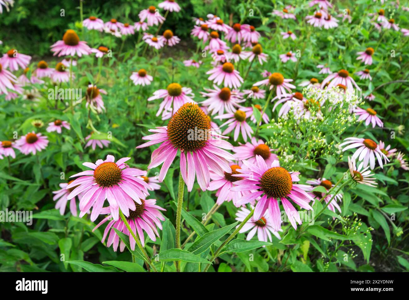 Ein Feld mit wunderschönen Echinacea purpurea Blumen Stockfoto