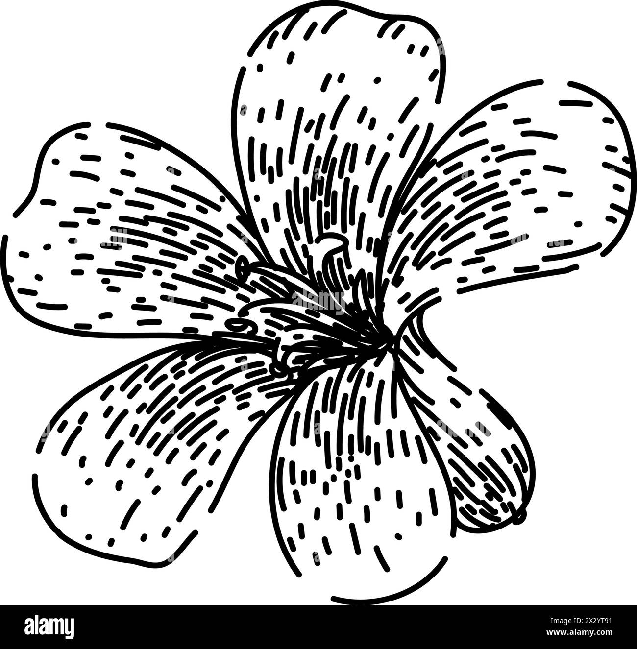 Garten Geranium Skizze Hand gezeichneter Vektor Stock Vektor