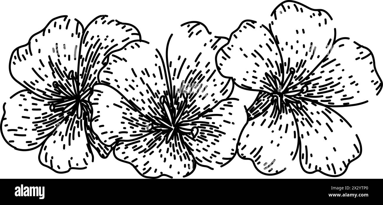 Duft Geranium Skizze Hand gezeichneter Vektor Stock Vektor