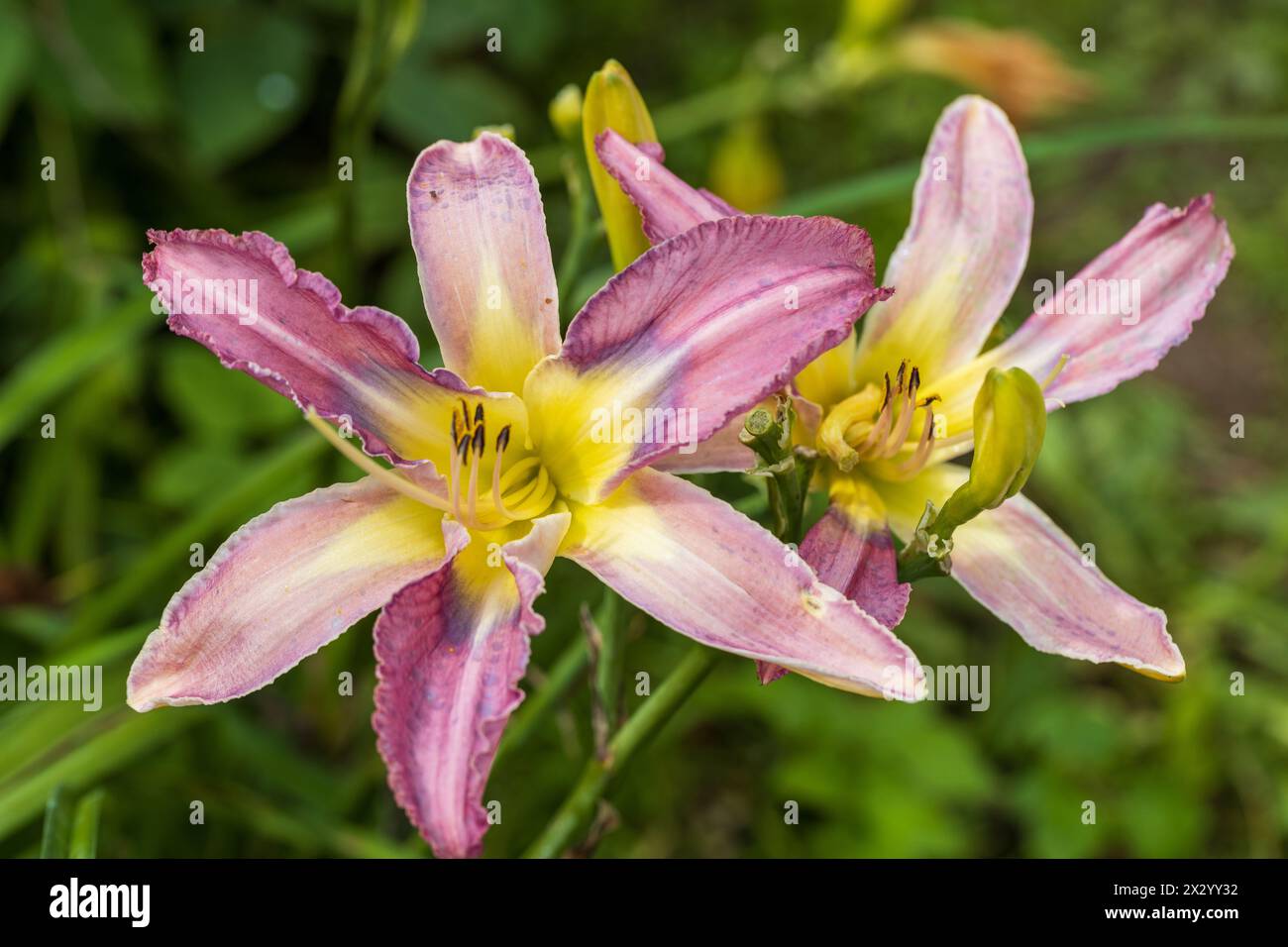 Hemerocallis, Mildred Mitchell Daylily im Garten Stockfoto