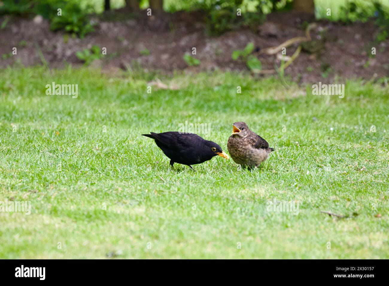 Männliche Amsel füttert ihre Jungen. Stockfoto