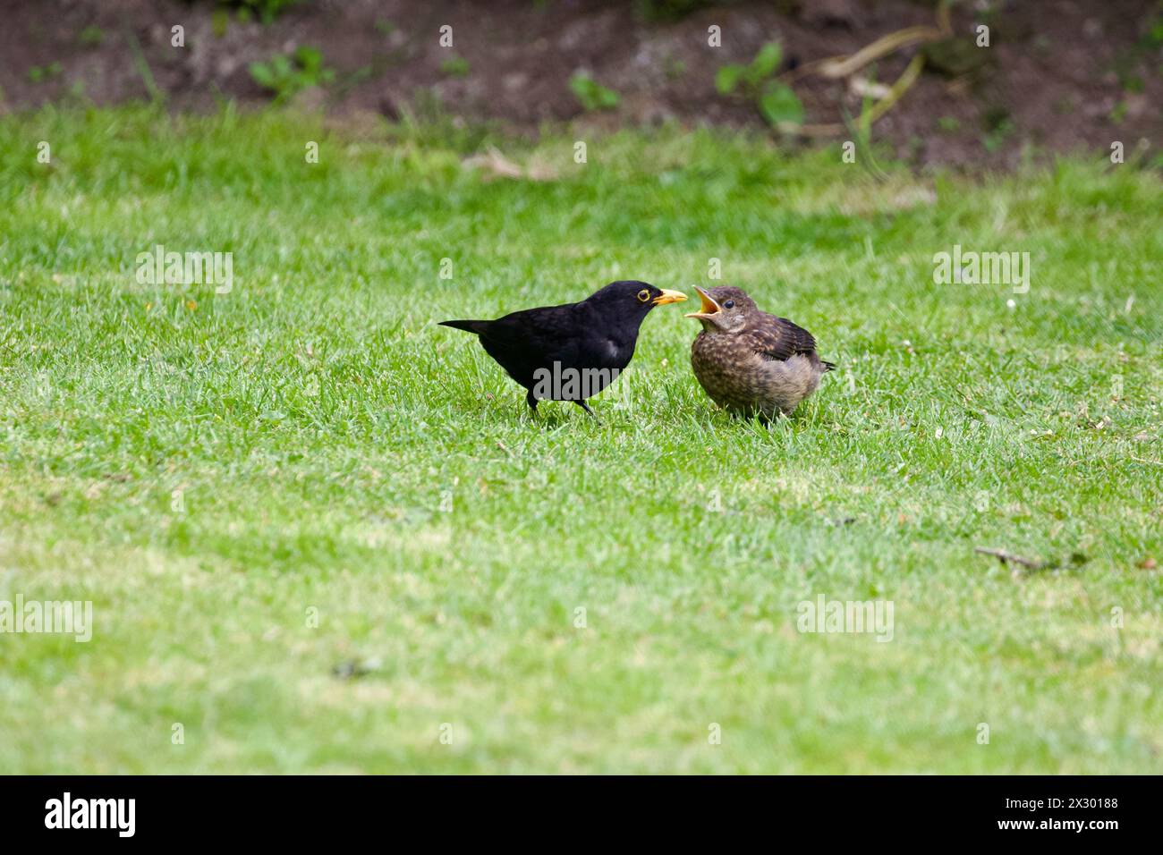 Männliche Amsel füttert ihre Jungen. Stockfoto