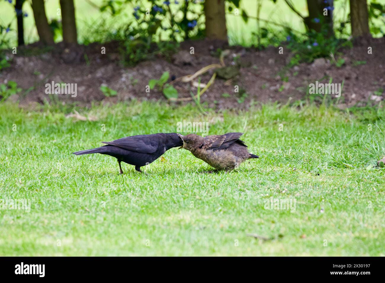 Männliche Amsel füttert ihre Jungen. Stockfoto