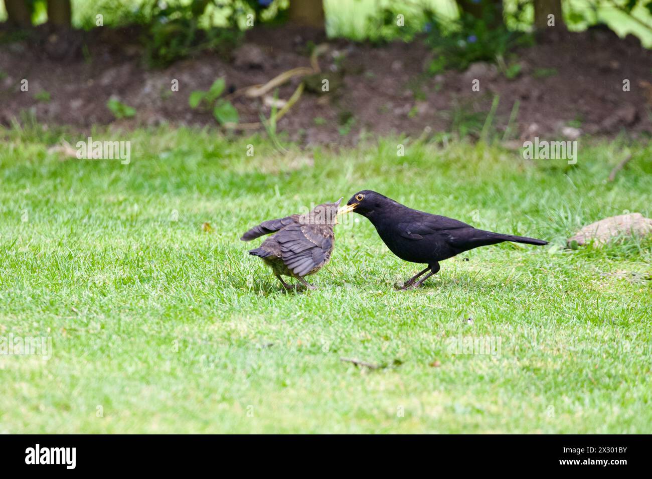 Männliche Amsel füttert ihre Jungen. Stockfoto