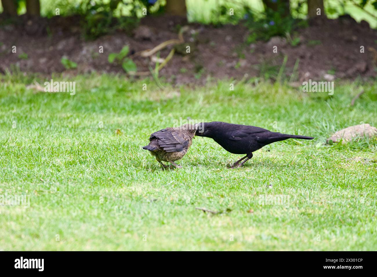 Männliche Amsel füttert ihre Jungen. Stockfoto