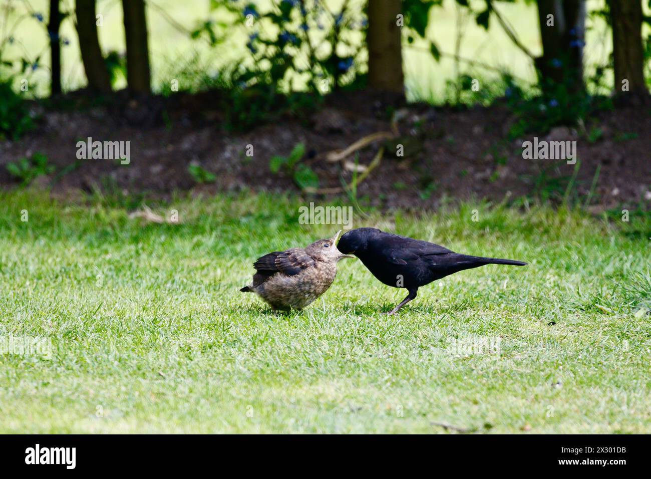 Männliche Amsel füttert ihre Jungen. Stockfoto