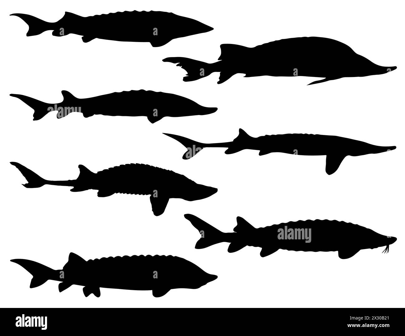 Störe Fische Silhouette Vektorkunst Stock Vektor