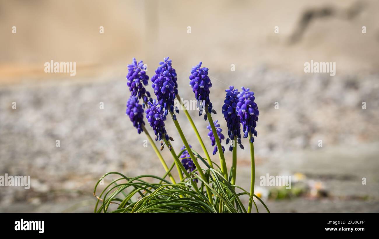 Rafz, Schweiz - 27. März 2022: Die kleinen Traubenhyazint sind bereits gewachsen, aber sehen sie wegen der Trockenheit verwelken aus. Stockfoto