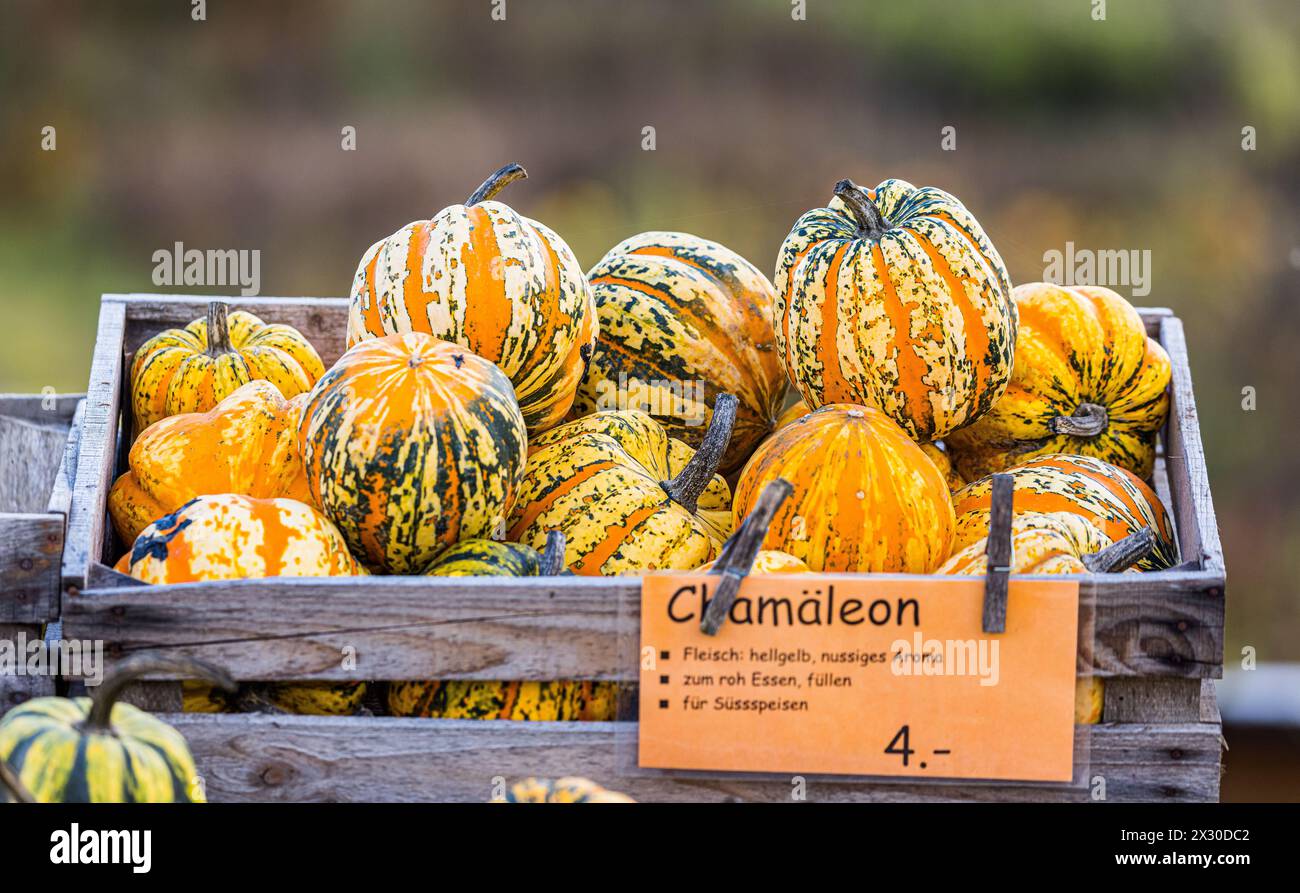 Kürbisse von der Sorte Chamäleon liegt auf einem Verkaufswagen zum Verkauf bereit. (Benken ZH, Schweiz, 27.11.2022) Stockfoto