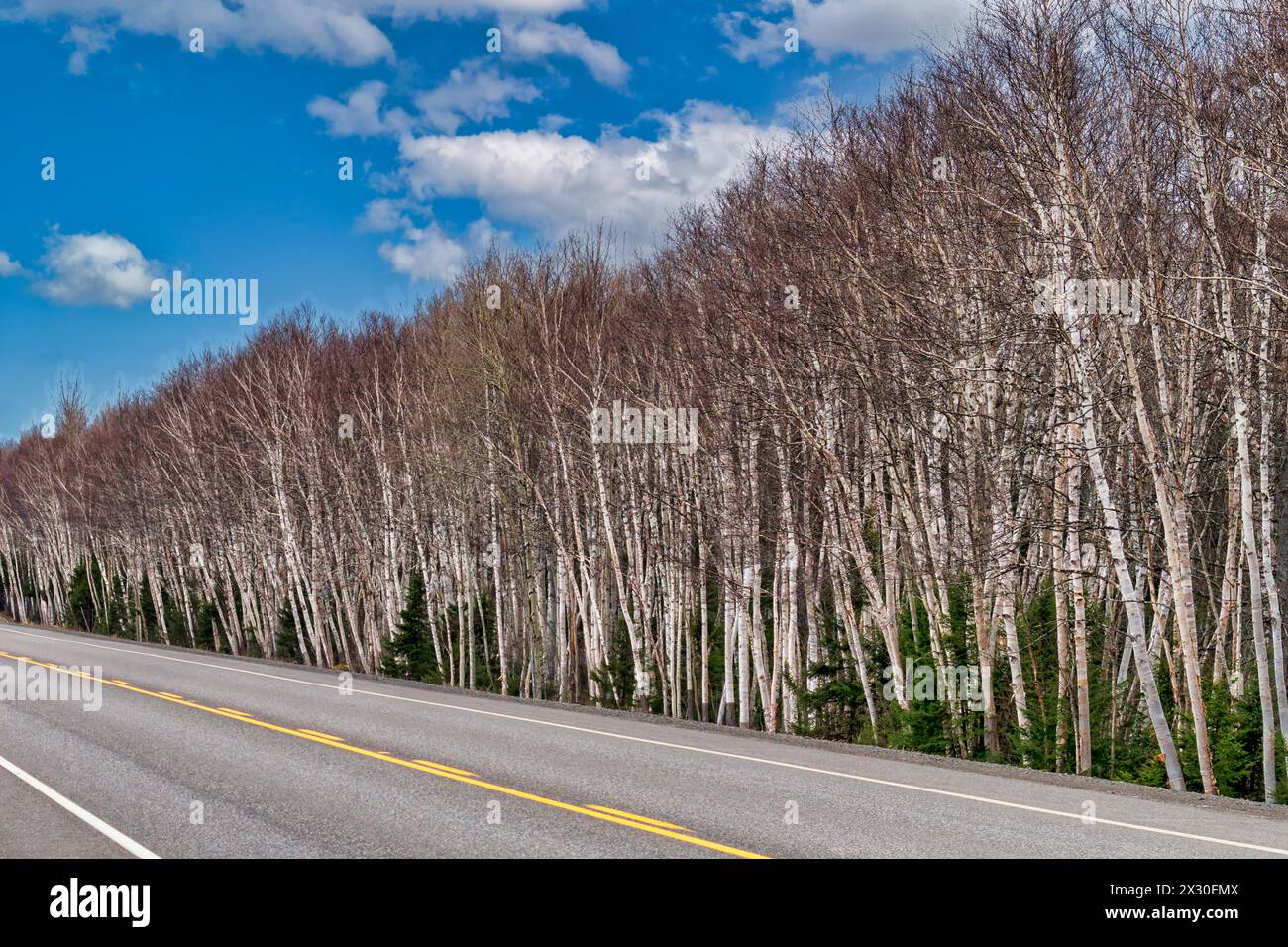 Birch Tree-gesäumter Highway - Neufundland Stockfoto