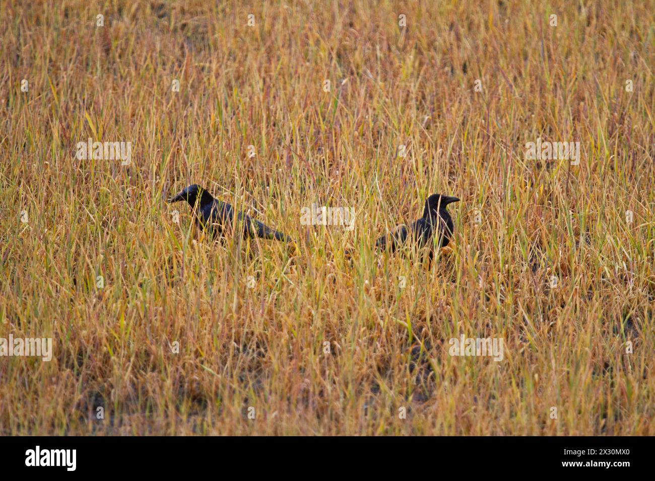 Zwei Carrion-Krähen auf einem Feld, mit Glyphosat behandelt Stockfoto