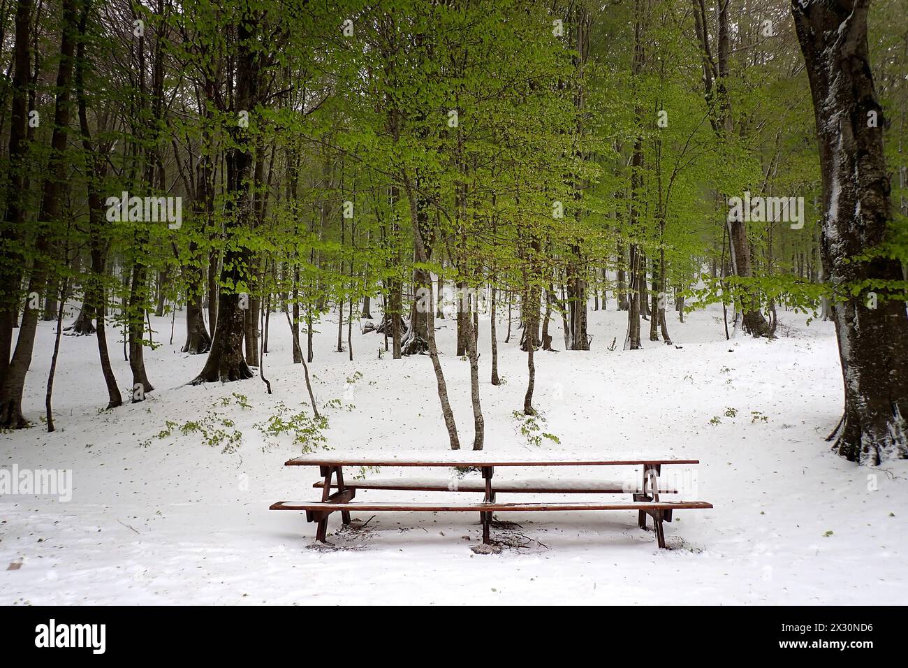 PIC-NIC-Tisch mit Schnee bedeckt. Am 21. April bedeckte der starke Schneefall die Bocca della Selva, ein Weiler in der Gemeinde Cusano Mutri in Aroun Stockfoto