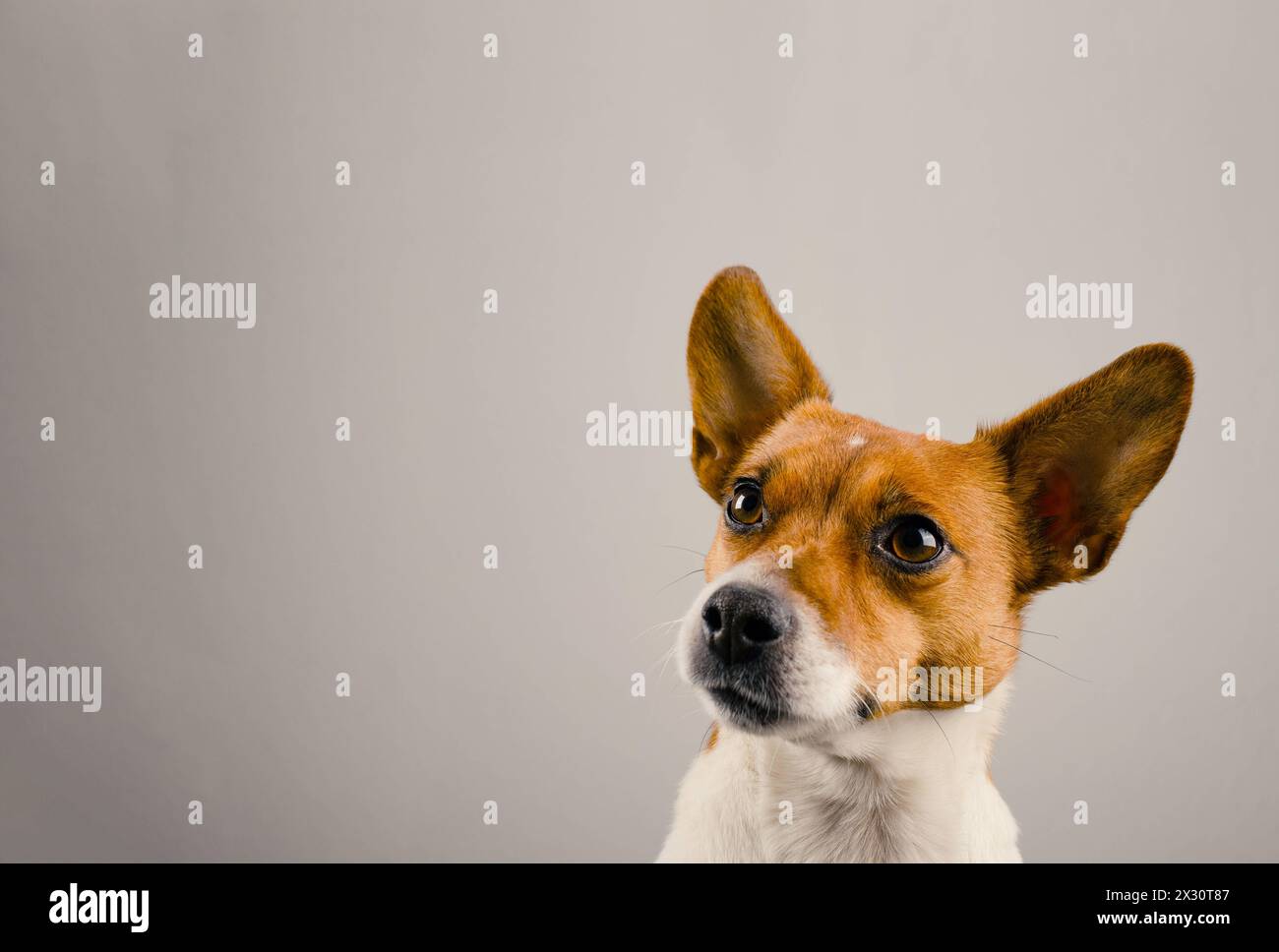 Porträt eines sehr aufmerksamen Jack Russell Terrier auf einem hellen Studiohintergrund mit Platz für Text, Hundefutter oder Pflegekonzept Stockfoto