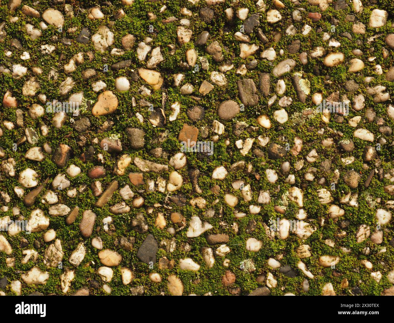 Gewaschene Betonplatten mit Moos als Hintergrund Stockfoto
