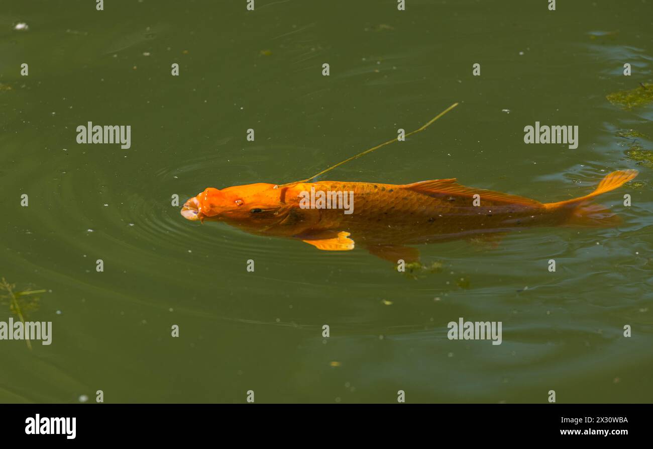 Japanische Karpfen im Parkweiher im Kurzpark in der Aargauer Gemeinde Bad Zurzach. Um 100 verschiedene Zucharten sind bekannt. (Bad Zurzach, Schwei Stockfoto