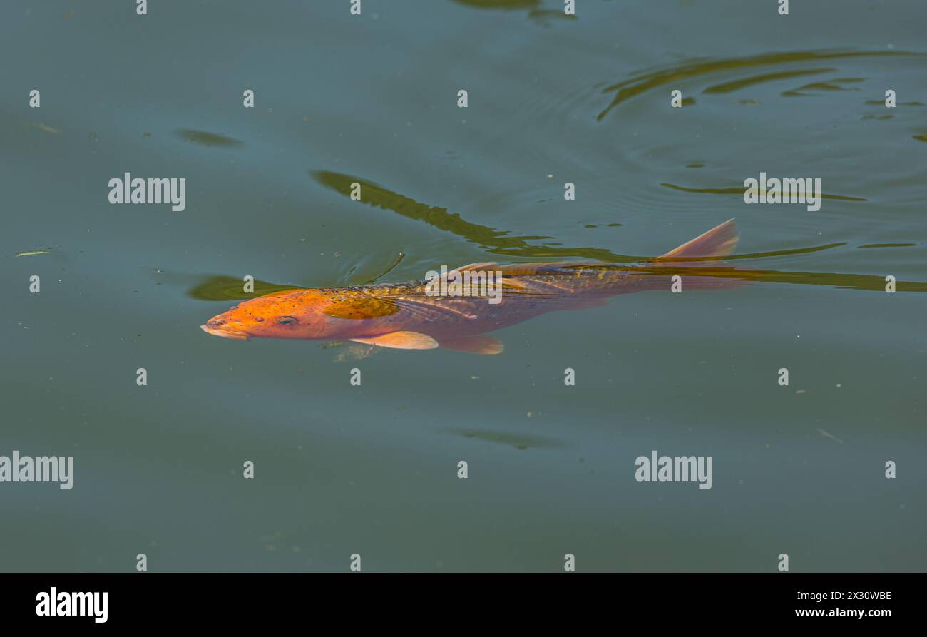 Japanische Karpfen im Parkweiher im Kurzpark in der Aargauer Gemeinde Bad Zurzach. Um 100 verschiedene Zucharten sind bekannt. (Bad Zurzach, Schwei Stockfoto