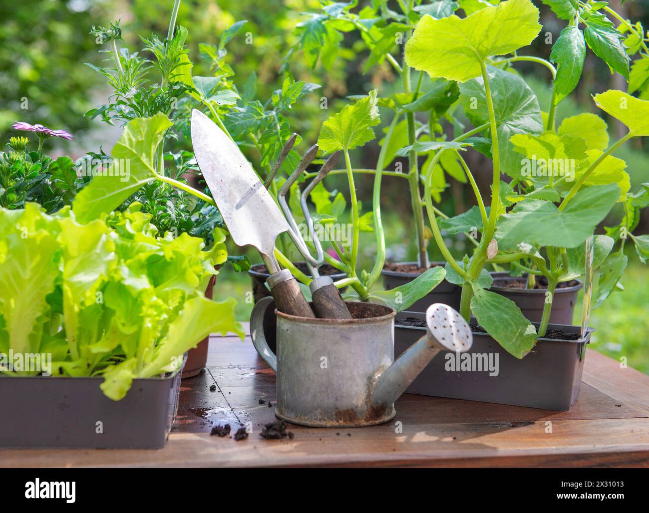 Gartengeräte mit Salat, die zum Pflanzen bereit sind, und Gemüsekeimlinge im Topf auf einem Tisch im Garten im Frühling Stockfoto