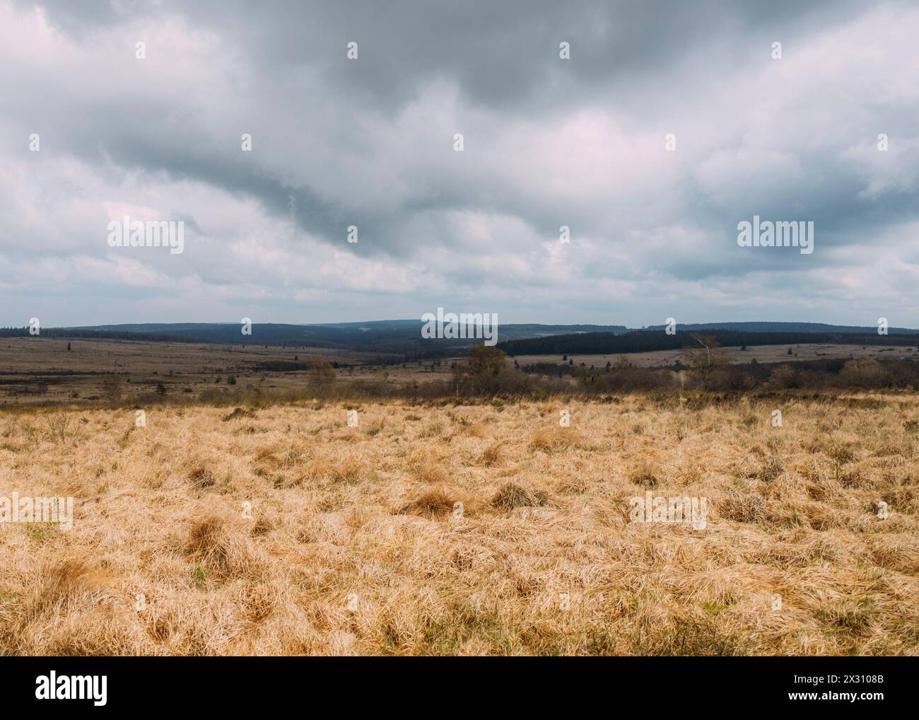 Hohes Venn, Belgien, 21.04.2024: Reisereportage, das hohe Venn ist eine grenzübergreifende, schildförmig gewölbte Hochfläche in Deutschland und Belgie Stockfoto