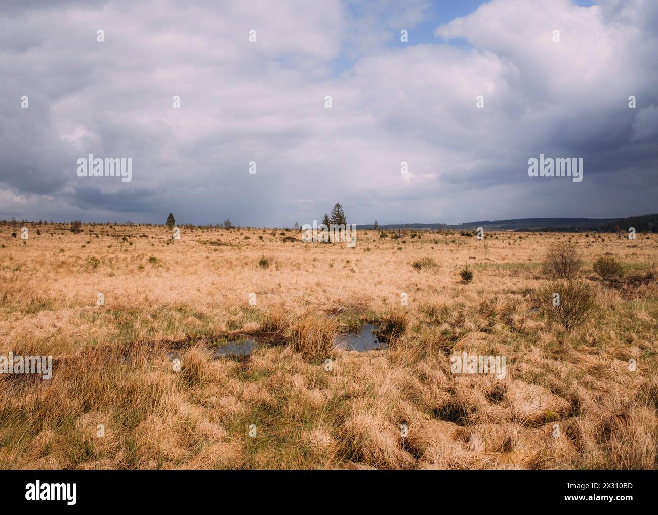 Hohes Venn, Belgien, 21.04.2024: Reisereportage, das hohe Venn ist eine grenzübergreifende, schildförmig gewölbte Hochfläche in Deutschland und Belgie Stockfoto