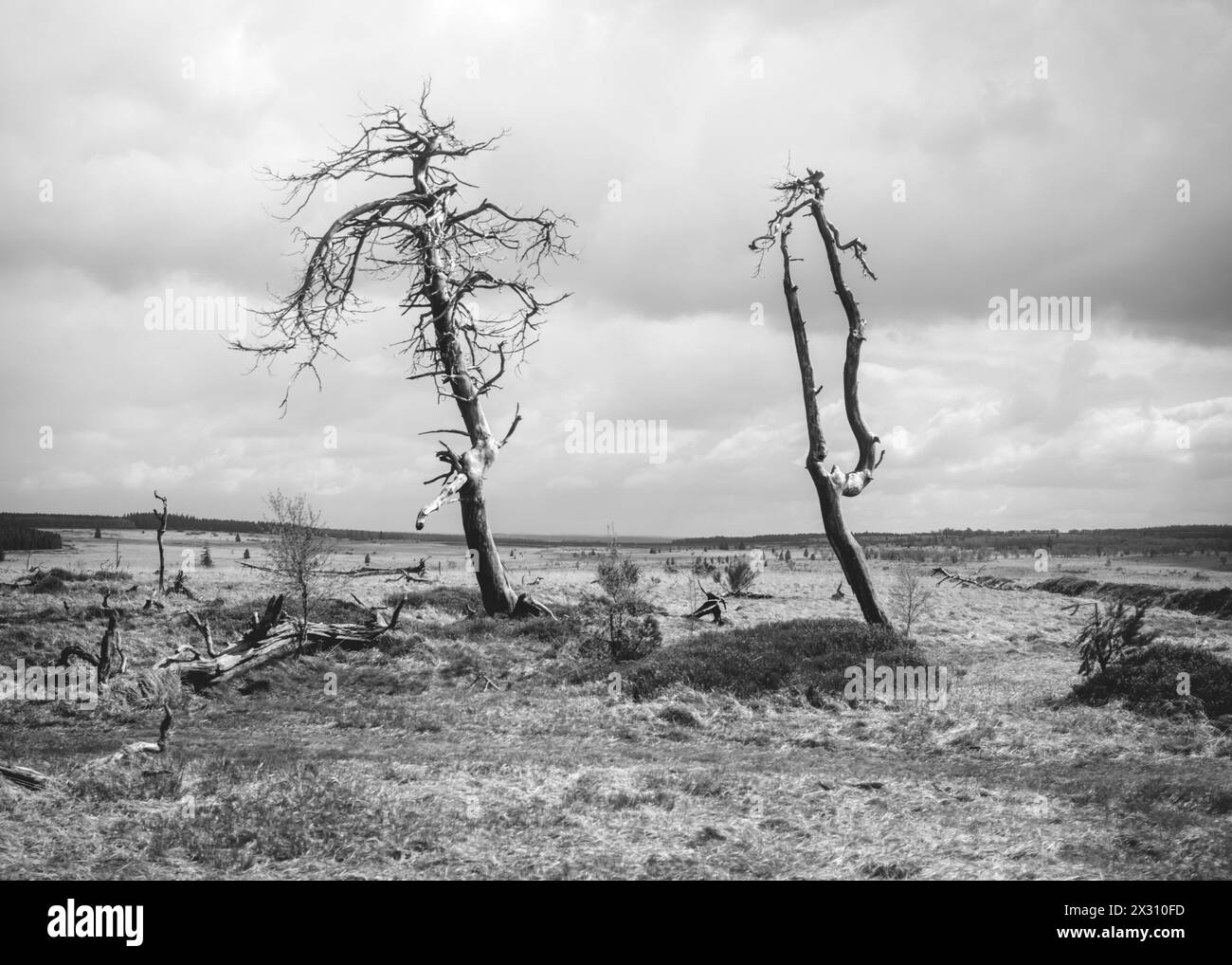 Hohes Venn, Belgien, 21.04.2024: Reisereportage, das hohe Venn ist eine grenzübergreifende, schildförmig gewölbte Hochfläche in Deutschland und Belgie Stockfoto