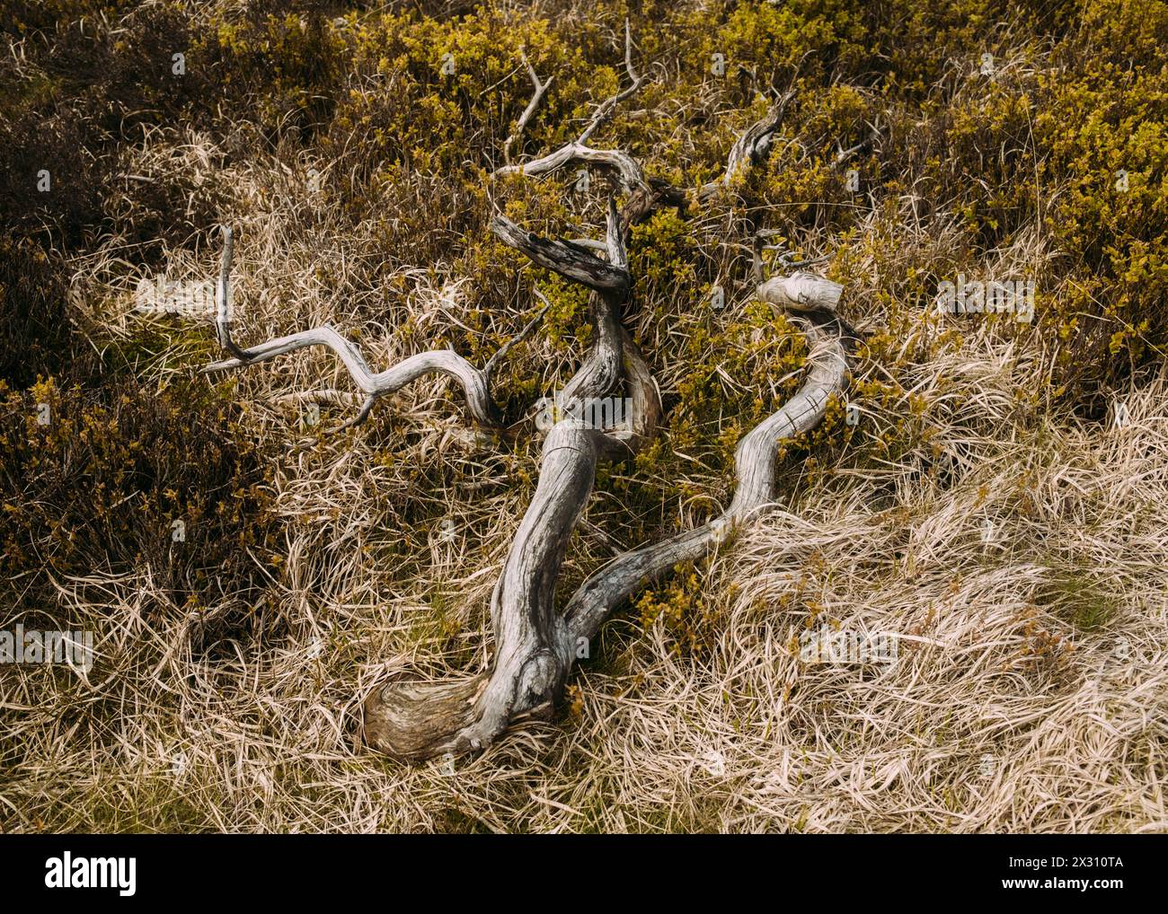 Hohes Venn, Belgien, 21.04.2024: Reisereportage, das hohe Venn ist eine grenzübergreifende, schildförmig gewölbte Hochfläche in Deutschland und Belgie Stockfoto