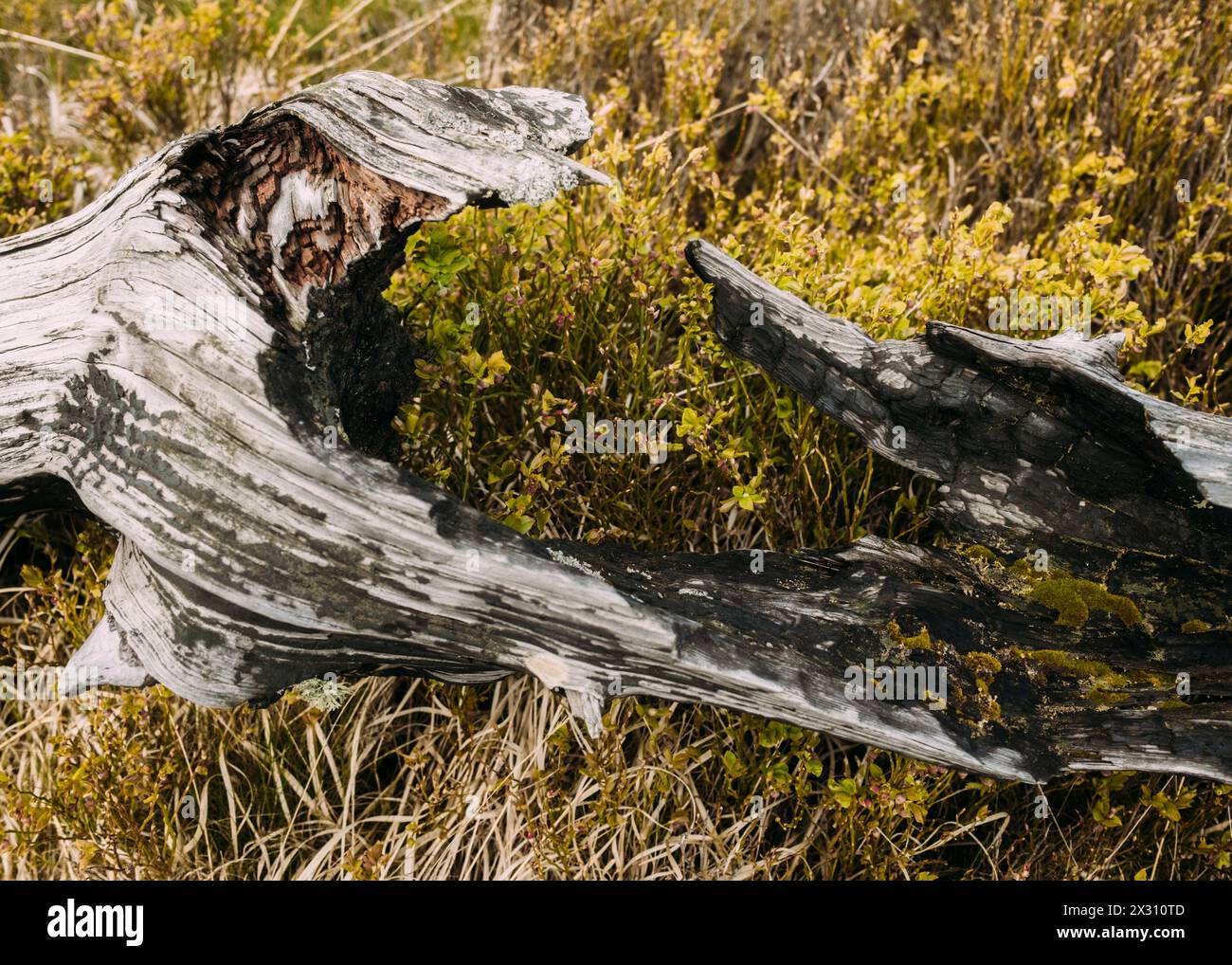 Hohes Venn, Belgien, 21.04.2024: Reisereportage, das hohe Venn ist eine grenzübergreifende, schildförmig gewölbte Hochfläche in Deutschland und Belgie Stockfoto