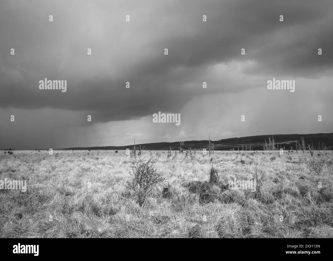 Hohes Venn, Belgien, 21.04.2024: Reisereportage, das hohe Venn ist eine grenzübergreifende, schildförmig gewölbte Hochfläche in Deutschland und Belgie Stockfoto