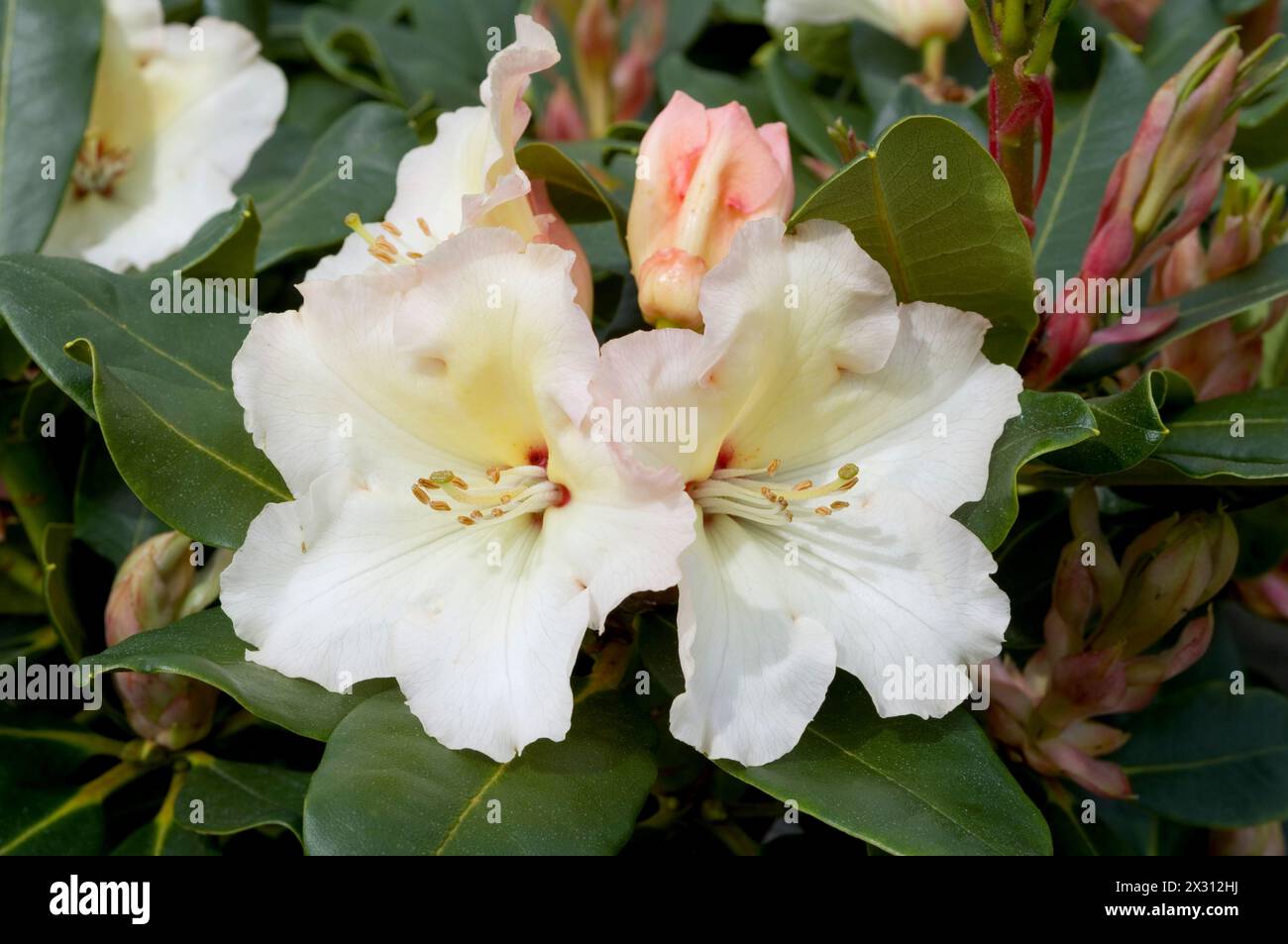 Rhododendron „Horizon Monarch“ Stockfoto