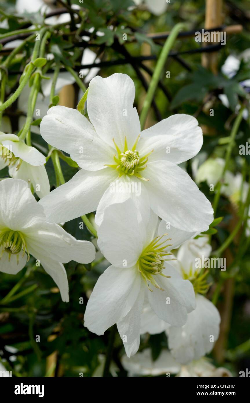 Clematis x cartmanii „Lawinen“ Stockfoto