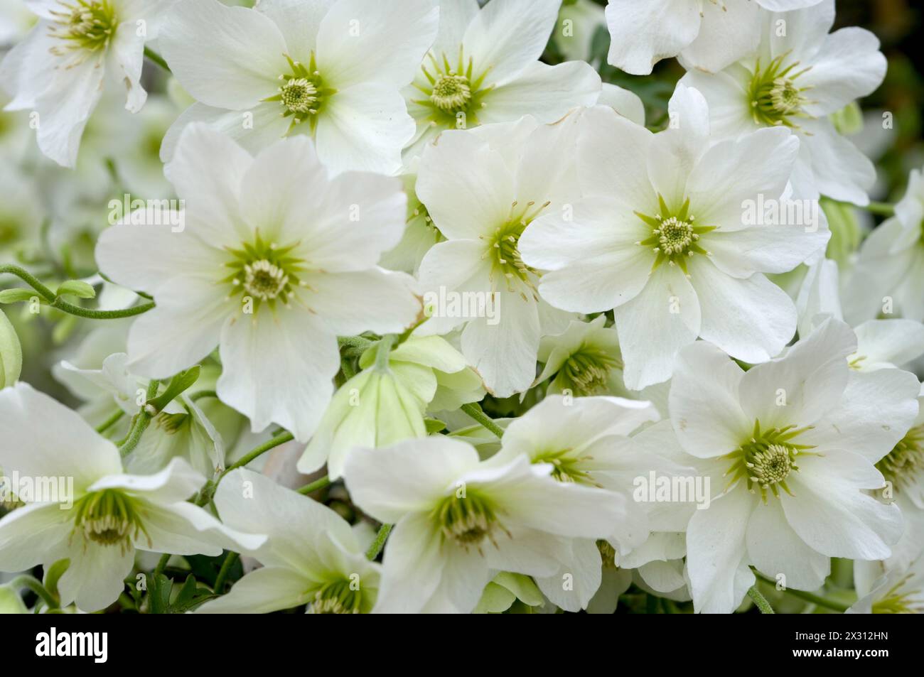 Clematis x cartmanii „Lawinen“ Stockfoto