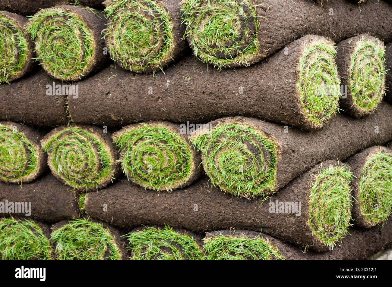 Gartenrasen Stockfoto