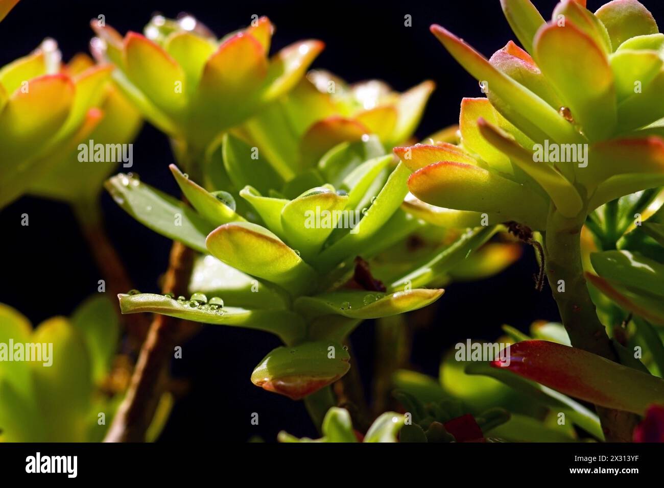Sonnendurchflutete nasse Blätter der Sedum palmeri-Pflanze auf dunklem Hintergrund Stockfoto