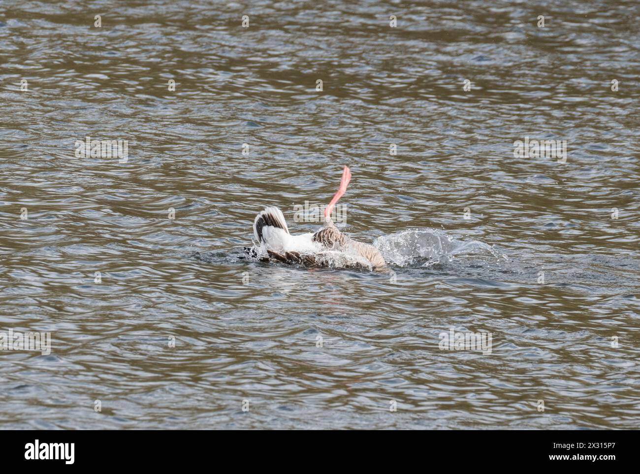 Graugans (Anser Anser anser), die beim Baden im Bodenham Lake Herefordshire in Großbritannien einen Spritzer machen. März 2024. Stockfoto