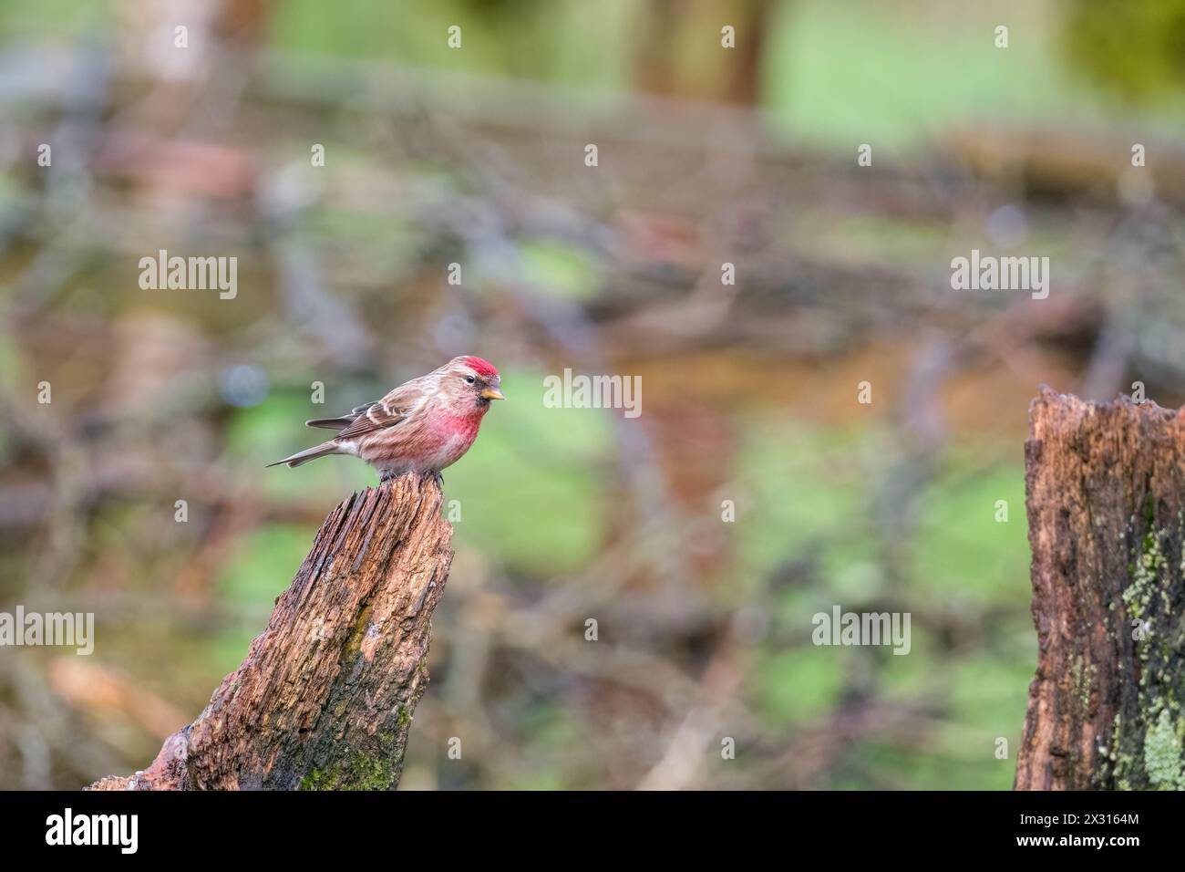 Männlicher Redpoll (Carduelis flammea) auf verfallendem Baumstamm, Ringford Schottland Großbritannien. April 2024., Stockfoto
