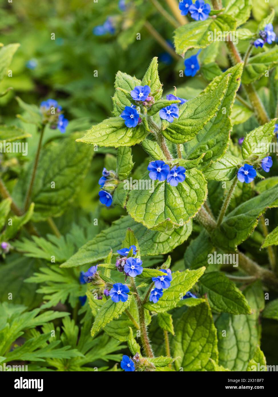 Blaue Blüten des harten, mehrjährigen grünen Alkanets Pentaglossis sempervirens, einer eingebürgerten britischen Wildblume Stockfoto