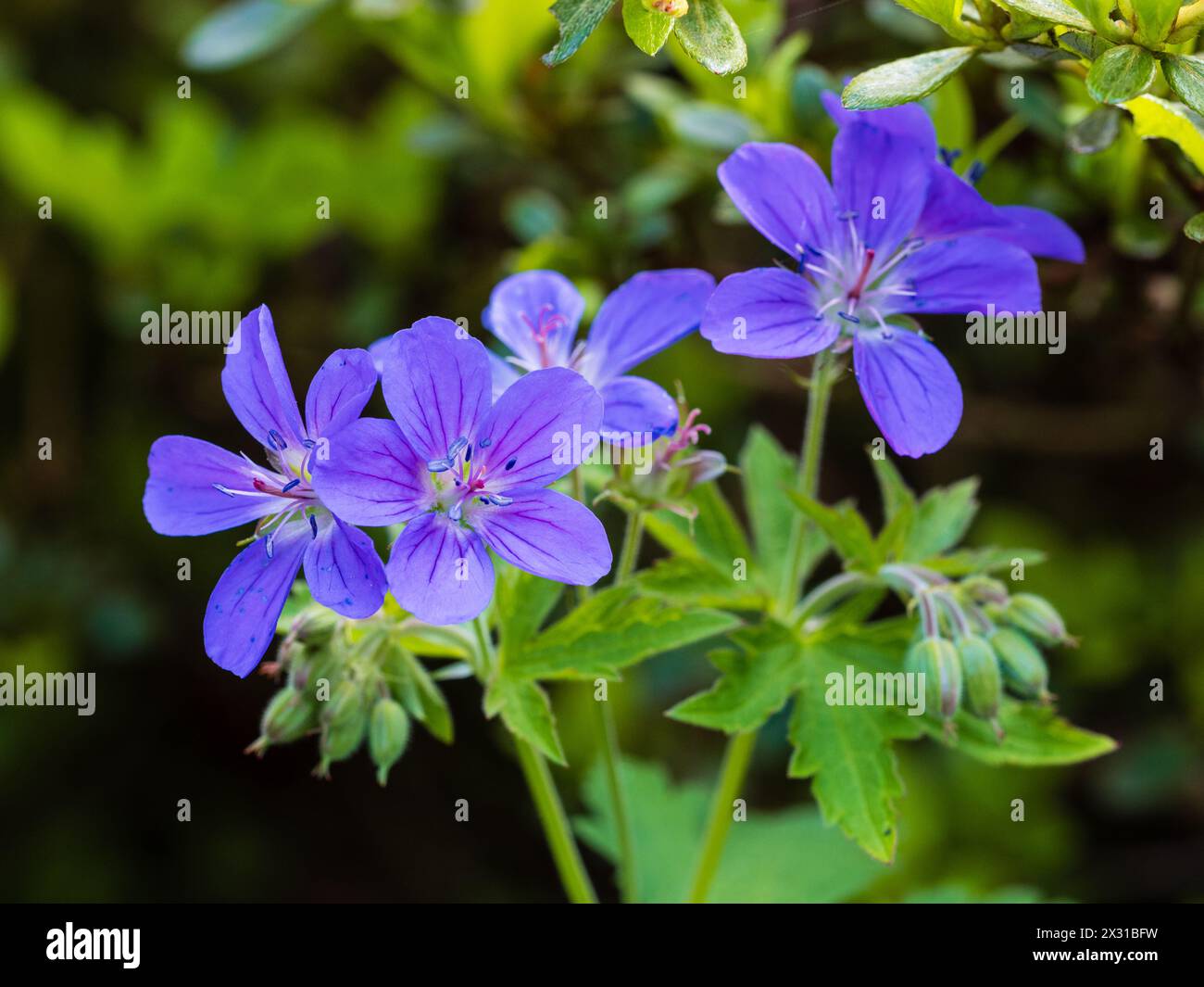 Dunkle Nektarführung auf den weißen Augen blauen Blüten des Hardy Perennial Holzkranesbill Geranium sylvaticum Stockfoto