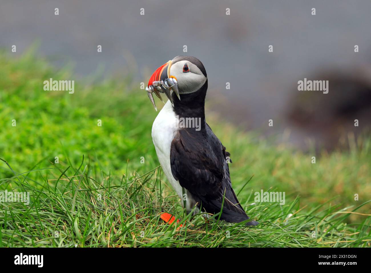 Geographie / Reise, Island, Austurland Eystra, Bakkagerdi, Atlantischer Puffin (Fratercula arctica), ADDITIONAL-RIGHTS-CLEARANCE-INFO-NOT-AVAILABLE Stockfoto