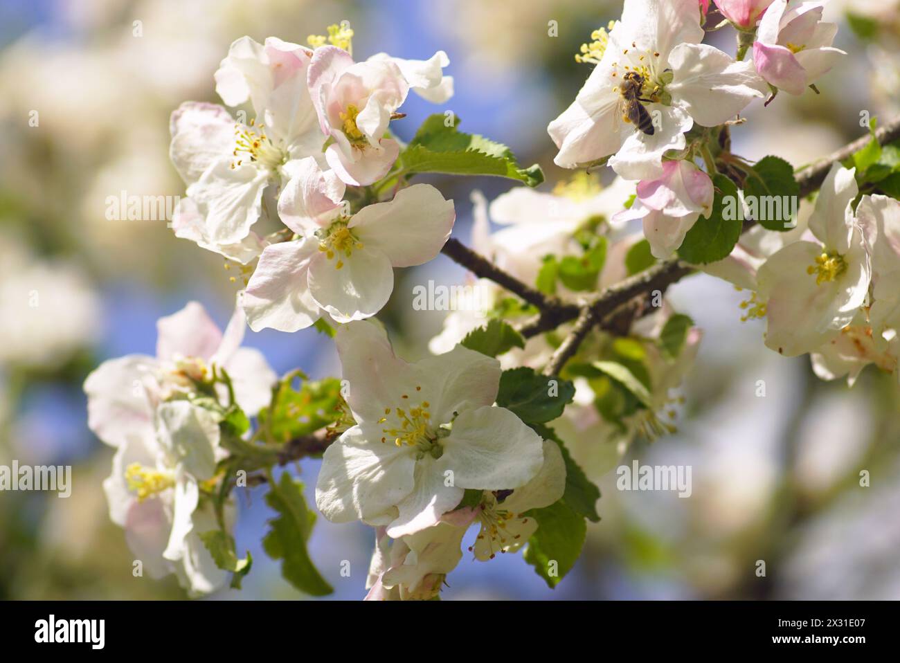 Zweig eines blühenden Apfelbaums mit einer Biene in einer der Blüten Stockfoto